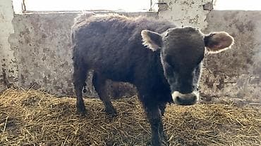 уй участок: Сатам | Музоо | Аргын | Бордоп семиртүү үчүн — 7