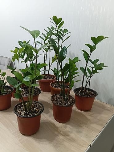 елка искусственная: Комнатные растения в горшках - Замиокулькас (долларовое дерево) — 6