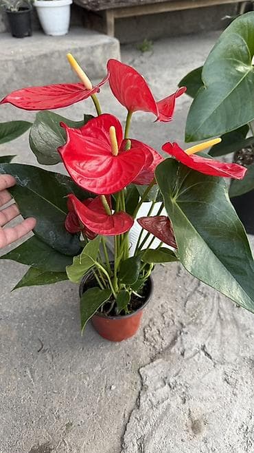 арма цветок: Антуриум (Anthurium) в горшке — эффектное комнатное растение с яркими — 2