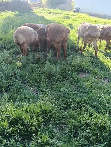 одежда для животных: Продаю | Овца (самка) — 1