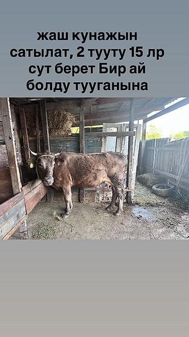 барда для коров: Продаю | Корова (самка) | Для разведения, Для молока — 5