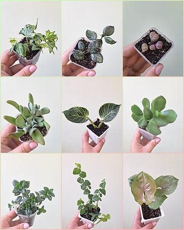 фитолампа: 💚 Комнатные растения от 100 сомов (детки/укоренённые растения) — 1