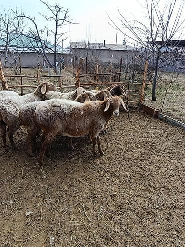 живой корм: Продаю | Овца (самка) | Для разведения — 3