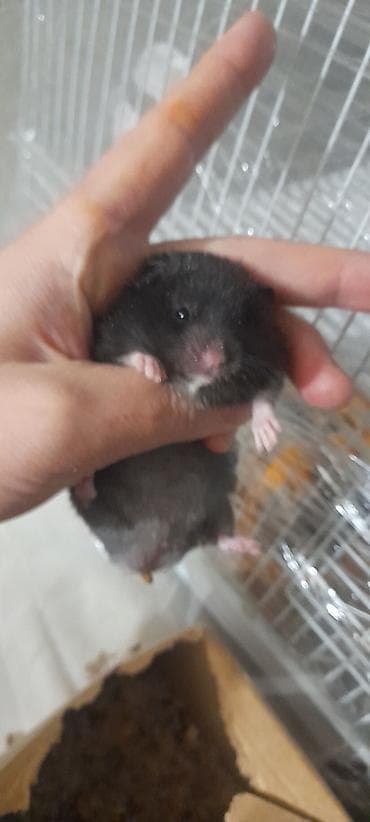 Хомяки декоративные, несколько окрасов и типов шерсти. - В наличии