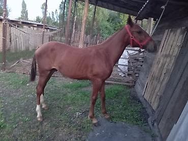 собака самец: Продаю | Жеребец | Рабочий — 3