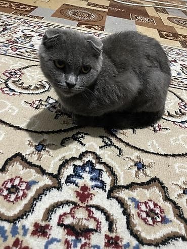 Грызуны: Скотиш Фолд (Шотландская вислоухая), 4 месяца, Мальчик, Серый, Приучена к лотку — 4