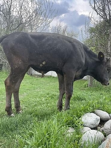 злая собака: Продаю | Бык (самец) | На откорм — 4