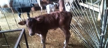 бенгал вязка: Продаю | Бык (самец) | На откорм | Искусственник — 3