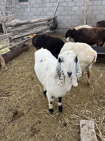 аары ящик алам: Сатам | Теке (эркек) | Битал | Көбөйтүү үчүн, Сүт алуу үчүн | Асыл тукумдуу, Жасалма жол менен боозутуу — 4