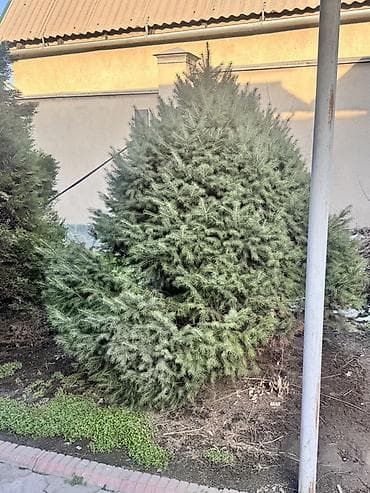 купить кустарники декоративные: Хвойные декоративные растения для ландшафта Предлагаются взрослые — 4