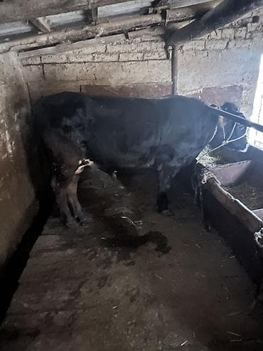 беде кип: Продаю | Бык (самец) | На откорм | Привязанные — 2