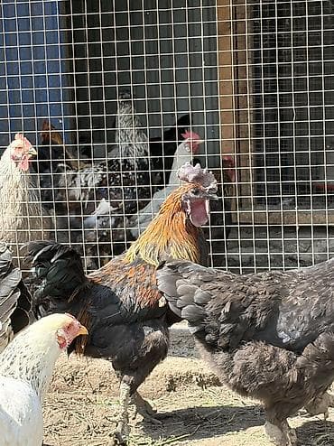 яйца инкубатор: Продаю | Петух | На забой, Для разведения — 2