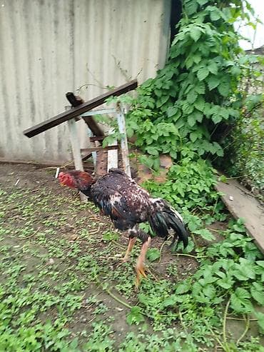 голуби такла: Продаю | Петух | Дакан | Для разведения — 3