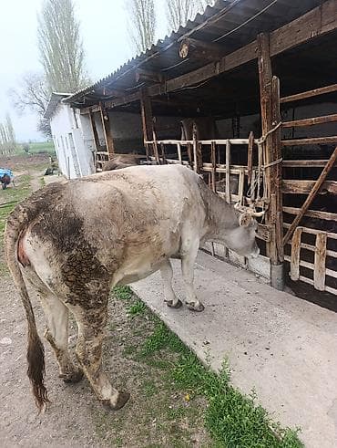 куплю сено: Продаю | Корова (самка) | Для молока — 3