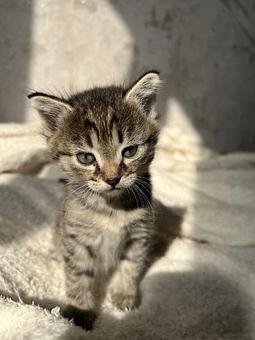 отдам даром котят: Котята — домашние мурчащие компаньоны - Описание: на фото два — 2