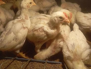 кофе поинт: Продаю питушков пароды Легорн — 2