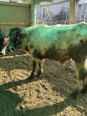 Башка жаныбарлар: Сатам | Бука (эркек) — 2