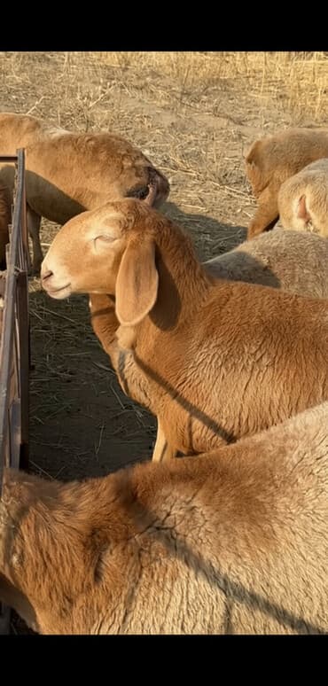 животные в добрые руки: Продаю | Овца (самка) | Для разведения — 1