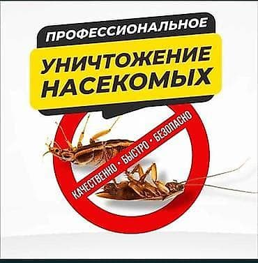 Клининговые услуги: Профессиональное уничтожение насекомых - Полный комплекс дезинсекции — 1