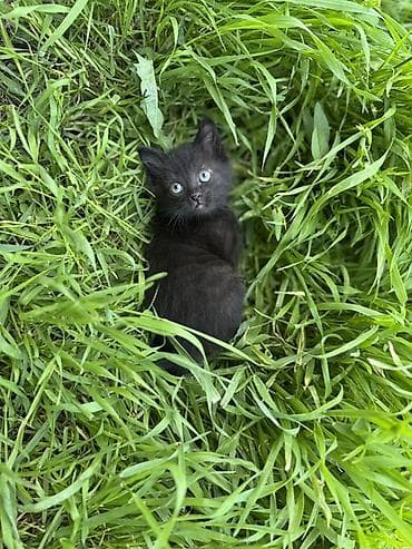 жалал абад кошка: 🐾 Очаровательные котята ищут дом! 4 пушистых малыша готовы подарить — 5