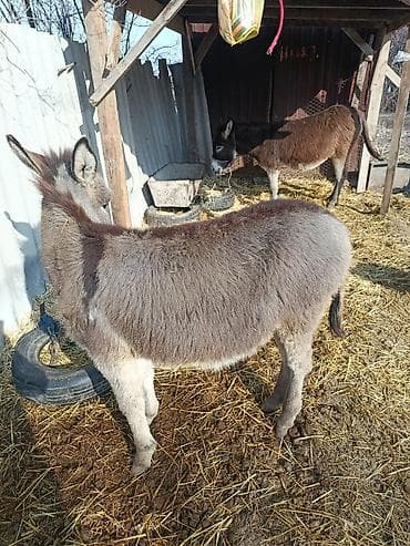 кой керек: Ослы (пара) Описание:годеолек энеси сатылат.даарылыка сааса болот — 4