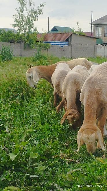 купить джунгарского хомяка: Продаю | Овца (самка) | Для разведения | Матка — 6