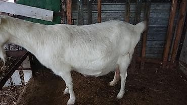 корова молочная: Продаю | Коза (самка) | Для молока — 5