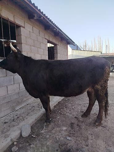 Кемирүүчүлөр: Сатам | Уй (ургаачы) | Көбөйтүү үчүн | Музоологондон кийин — 4