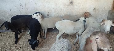 козье: Продаю | Баран (самец) | Для разведения | Осеменитель — 2