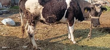 Иттер: Сатам | Кунаажын | Көбөйтүү үчүн | Кунажын — 8