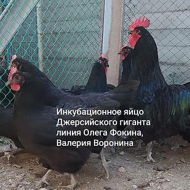жан жаныбарлар: Сатам | Инкубацияланган жумурткалар | Көбөйтүү үчүн — 1