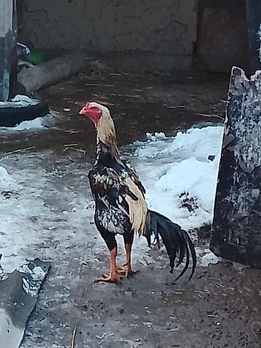 домашние куры бишкек: Продаю | Куры — 1
