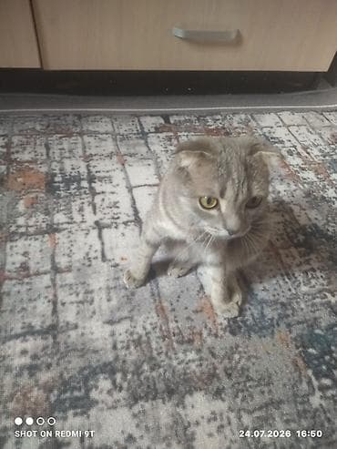 cane corso: Шотландская вислоухая кошка (Scottish Fold) - Окрас: серый — 2