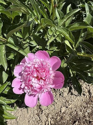 торф цена бишкек: Пионы большом количестве звоните — 2