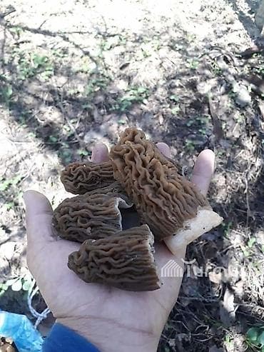 мицелий для грибов: Сморчки (лесные грибы) - Натуральные весенние сморчки с выраженной — 2