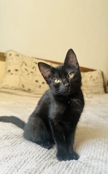 отдам котенка в добрые руки: 3 месяца, Девочка, Приучена к лотку — 6