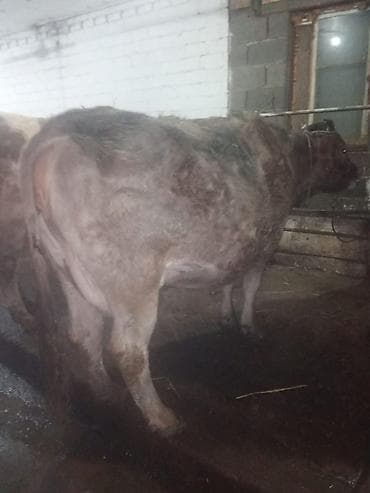 Услуги ветеринара: Продаю | Корова (самка) | Полукровка, Голштин, Алатауская | Для разведения, Для молока | Стельные, После отела, Привязанные — 4