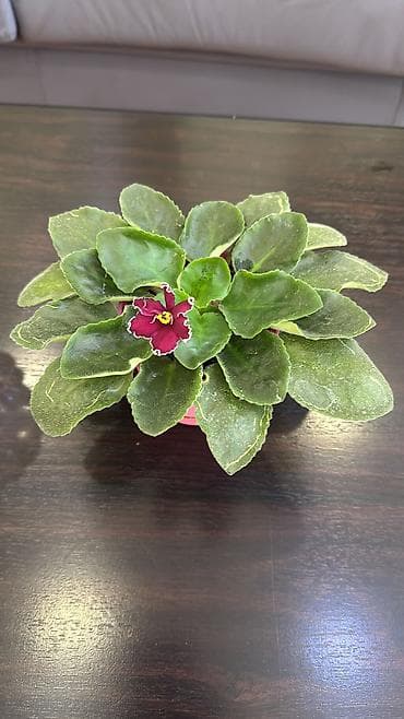 купить петунии: Домашнее растение — узамбарская фиалка (сенполия) в горшке. - Окрас — 2