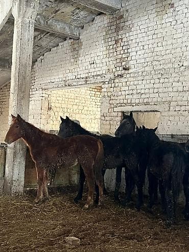 Продаю | Жеребец, Жеребенок