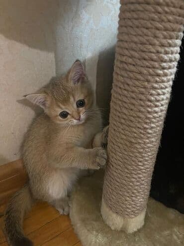 шотландская вислоухая кошка бишкек: Скотиш Страйт (Шотландская прямоухая), 2 месяца, Мальчик, Золотая шиншилла, Приучена к лотку, Проглистована — 6