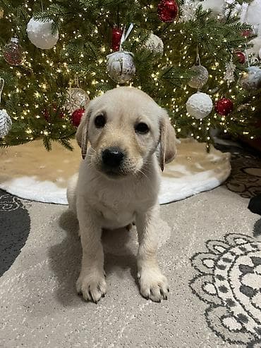 немецкая овчарка талас: Лабрадор-ретривер, 2 месяца, Самка, С прививкой — 1