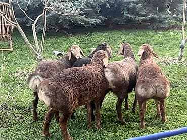 черный пестр: Продаю | Овца (самка), Баран (самец) | Арашан | Для разведения | Племенные — 4