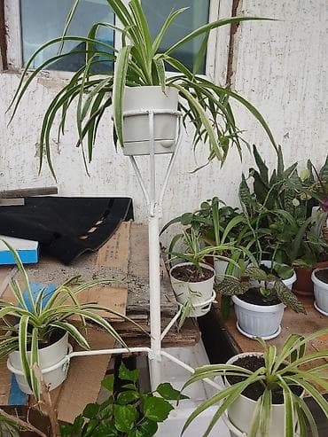 теплицы стоимость: Распродажа комнатных растений!🪴🌵🌱 в горшках от 150с.! — 10