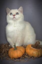 британская короткошёрстная кошка цена: Британская короткошёрстная, 5 месяцев, Мальчик, С прививками — 1