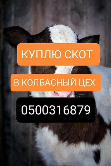 Частное лицо : Коровы, быки, Лошади, кони, | Любое состояние, На забой, на мясо, На откорм — 1