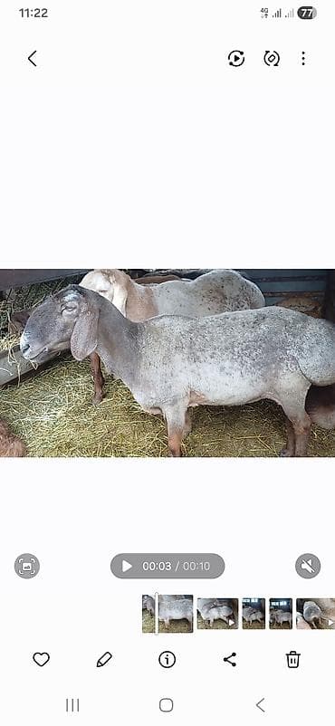 А/ч жаныбарларын сатам: Сатам | Ургаачы кой (ургаачы) | Арашан | Көбөйтүү үчүн — 1