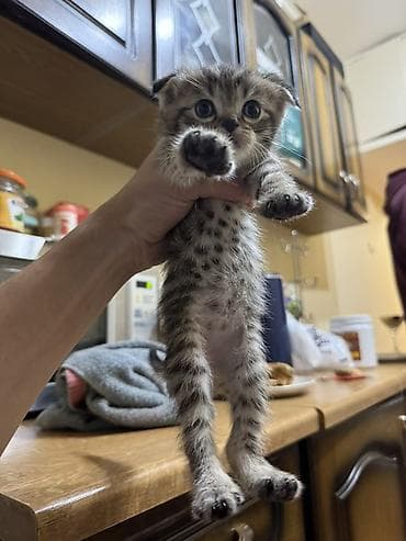 Кошки: Шотландские вислоухие котята (скоттиш-фолд), окрас: тигровый/серый — 9