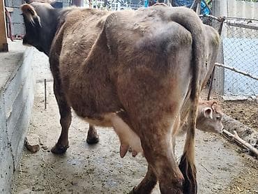 высокодойная корова: Продаю | Корова (самка) | Полукровка | Для разведения | После отела — 3