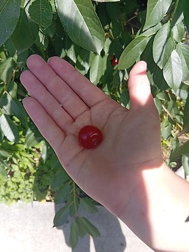 продам черешню: Продаю вишню 1 кг 100 сом собираю на заказ — 3