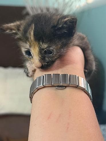 возьму котят: Котята даром только в добрые и ответственные руки с ненавязчивым — 4